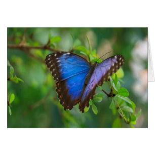 Cartão Borboleta Azul Morpho