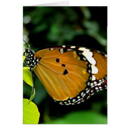 Cartão Borboleta branca, cor-de-laranja, preta e branca,