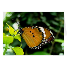 Cartão Borboleta branca, cor-de-laranja, preta e branca, 