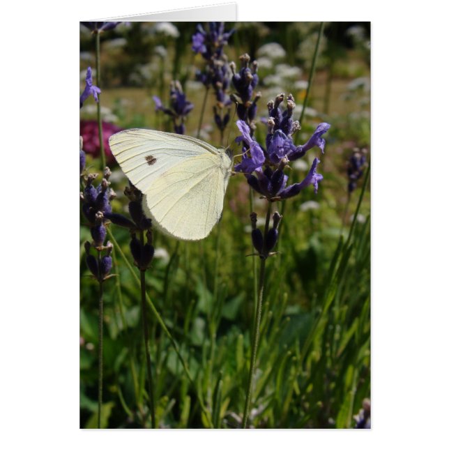 Cartão Borboleta branca sobre flores de lavanda (Frente)