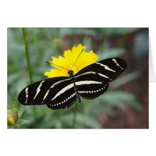Cartão Borboleta da zebra