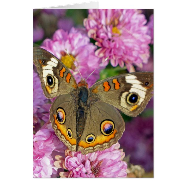 Cartão Borboleta de Buckeye Comum (Frente)