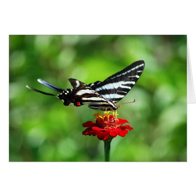 Cartão Borboleta-de-cauda-zebra (Frente Horizontal)