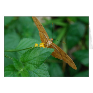 Cartão Borboleta de Julia