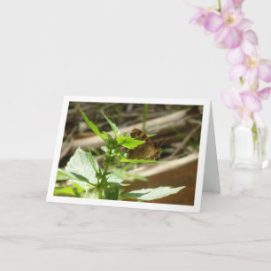 Cartão Borboleta de Madeira Espectrada Maculada, Pararge 