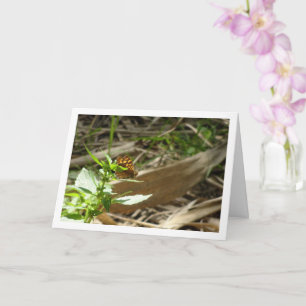 Cartão Borboleta de Madeira Espectrada Maculada, Pararge 