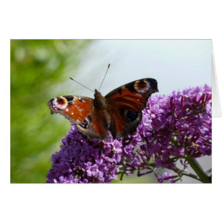 Cartão Borboleta de pavão 2