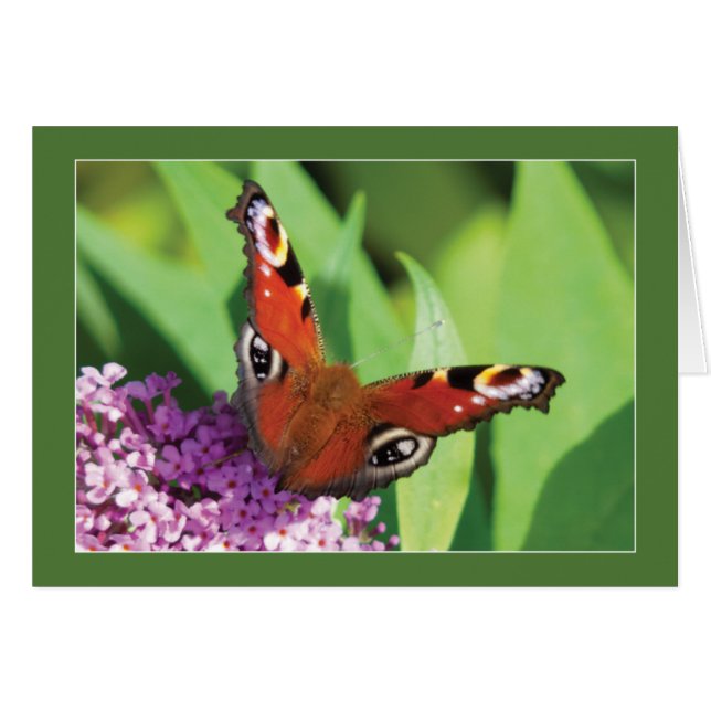 Cartão Borboleta de Peacock em Buddleia Vazio (Frente Horizontal)