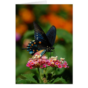 Cartão Borboleta de Pipevine Swallowtail