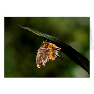 Cartão Borboleta de ponto de interrogação