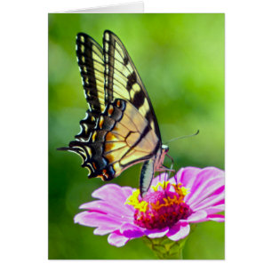 Cartão Borboleta de Swallowtail do tigre
