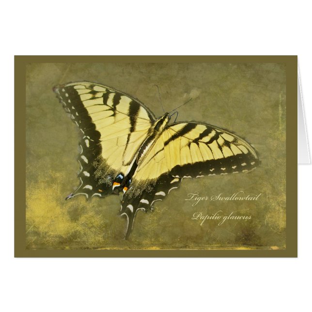 Cartão Borboleta de Swallowtail do tigre - glaucus de (Frente Horizontal)