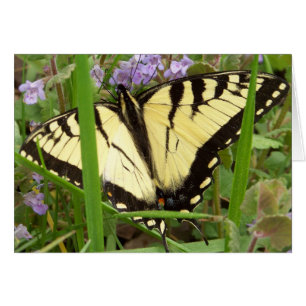 Cartão Borboleta do Swallowtail de Tigre