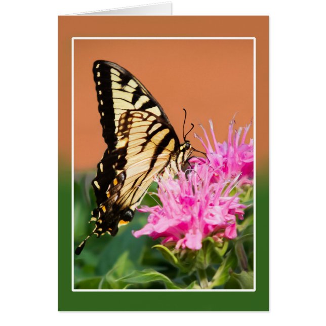 Cartão Borboleta do Swallowtail do Tigre Oriental (Frente)