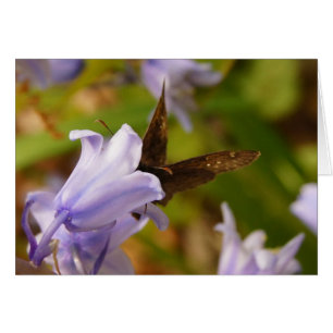 Cartão Borboleta e Bluebells