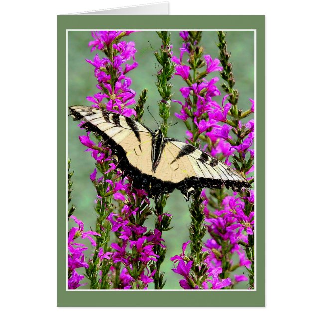 Cartão Borboleta e Greve de Púrpura (Frente)