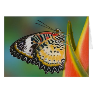 Cartão Borboleta em Flor Tropical