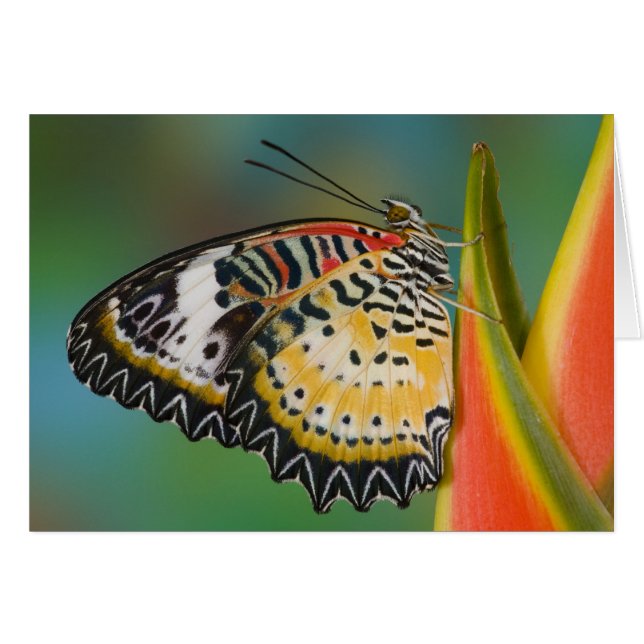 Cartão Borboleta em Flor Tropical (Frente Horizontal)