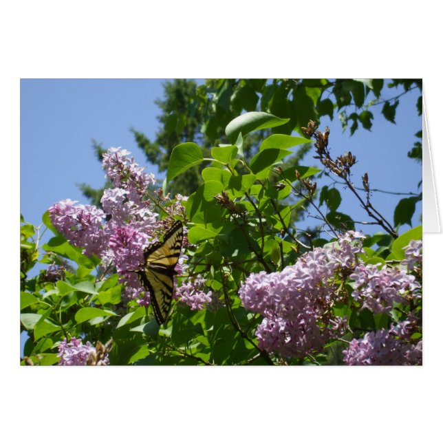 Cartão Borboleta em Lilac Bush (Frente Horizontal)