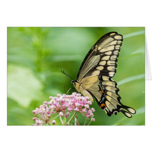Cartão Borboleta em uma flor
