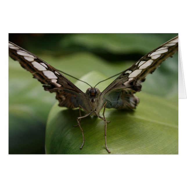 Cartão Borboleta em verde - Vazio Dentro (Frente Horizontal)