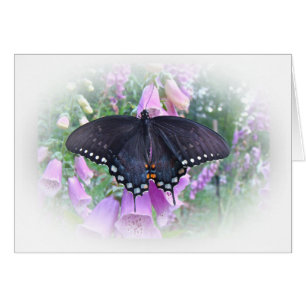 Cartão Borboleta fêmea de Spicebush Swallowtail