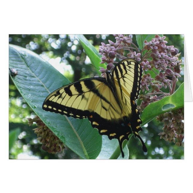 Cartão Borboleta I de Swallowtail em Milkweed em Shenando (Frente Horizontal)