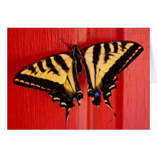Cartão borboleta incomum