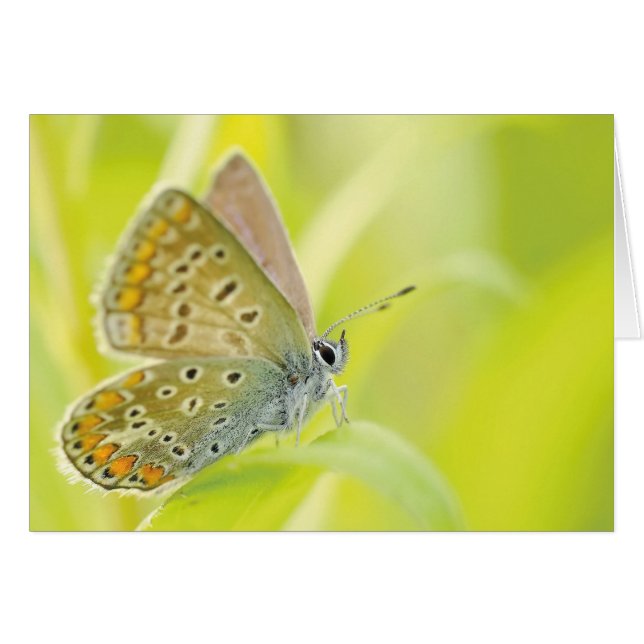 Cartão Borboleta Monarca (Frente Horizontal)