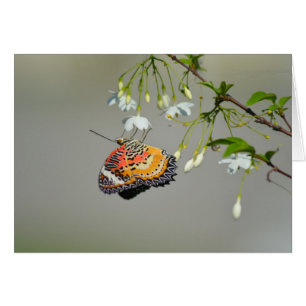 Cartão Borboleta Monarca