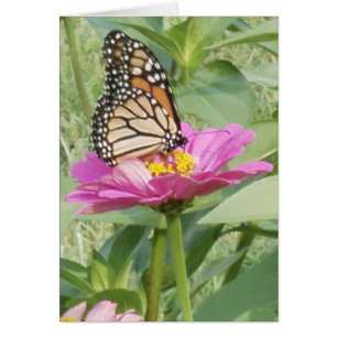 Cartão Borboleta Monarca em Zinnia Rosa