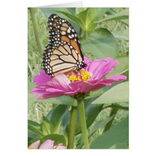 Cartão Borboleta Monarca em Zinnia Rosa (Frente)
