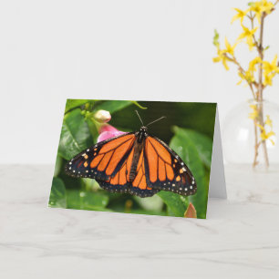 Cartão Borboleta Monarca   Fotografia da Natureza Branco