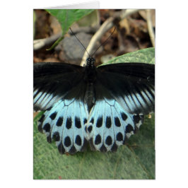 Cartão Borboleta Mórmon Iridescente Azul