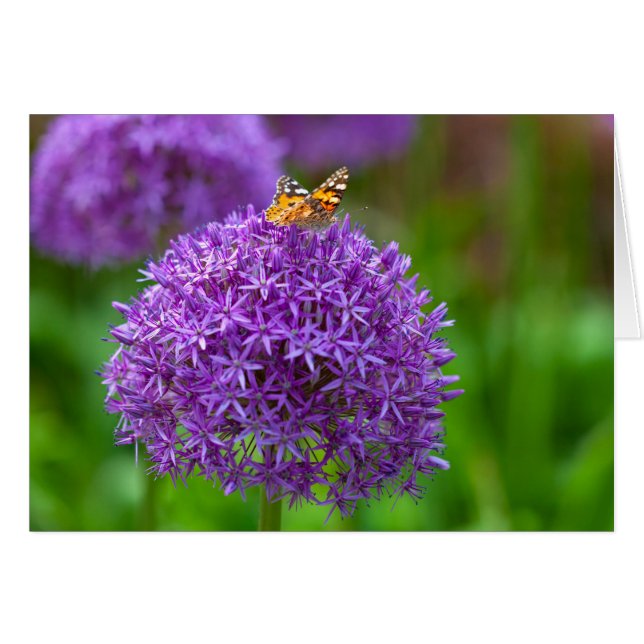 Cartão Borboleta na flor do Allium (Frente Horizontal)