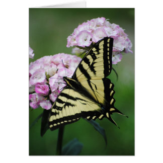 Cartão Borboleta Na Flor Williams Doce