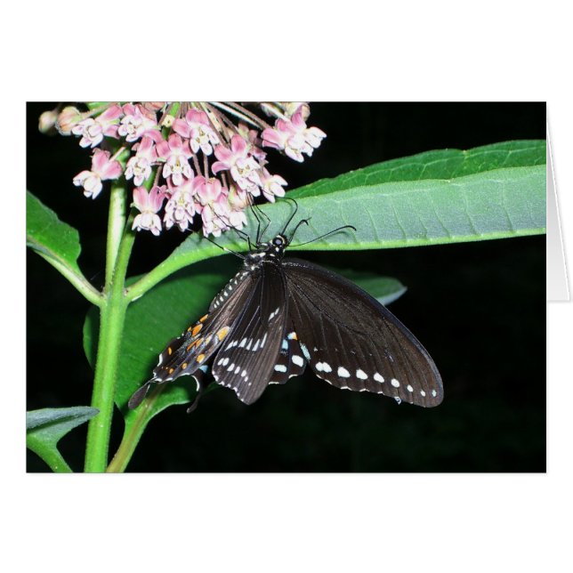 Cartão Borboleta Noturna Black Swallowtail no Shenandoah (Frente Horizontal)