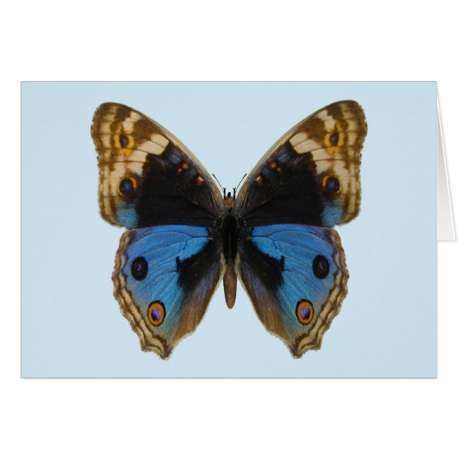 Cartão Borboleta Pansy Azul (Frente Horizontal)
