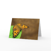 Borboleta Pansy Peacock