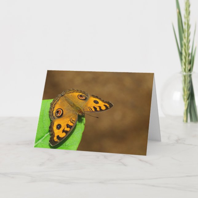 Cartão Borboleta Pansy Peacock (Frente)