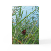 Borboleta perto do rio