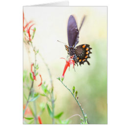Cartão Borboleta-pípebra à luz da tarde