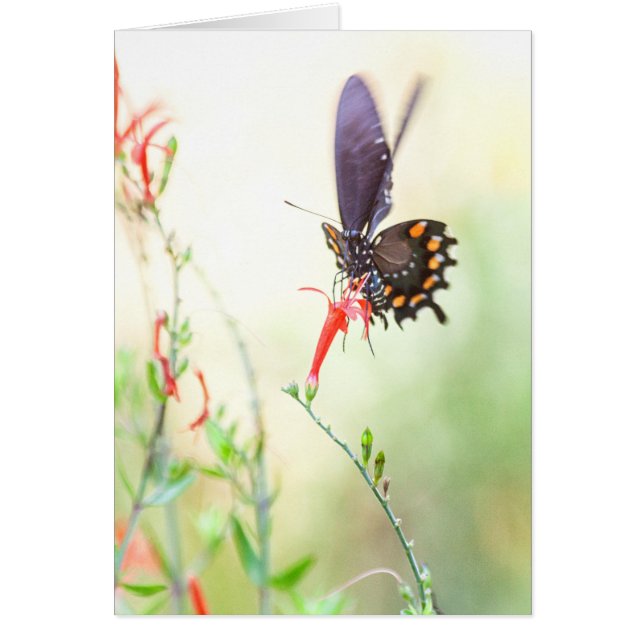 Cartão Borboleta-pípebra à luz da tarde (Frente)