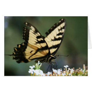 Cartão "borboleta" por Larry Coressel