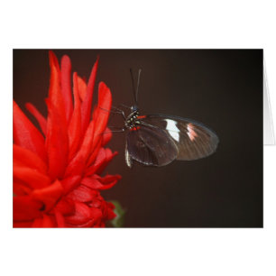 Cartão Borboleta Preta Monarca