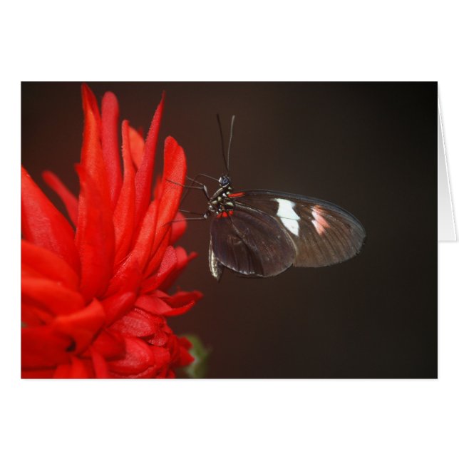 Cartão Borboleta Preta Monarca (Frente Horizontal)