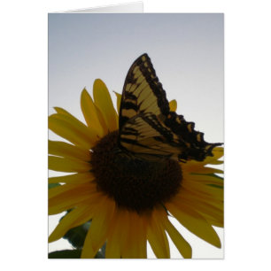 Cartão Borboleta que descansa no crepúsculo