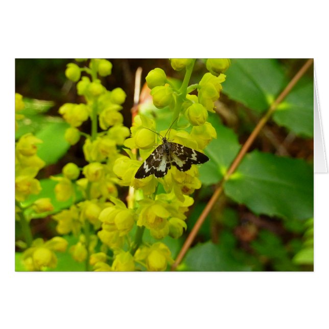 Cartão Borboleta Redwood e Flores Silvestres de Uva de Or (Frente Horizontal)