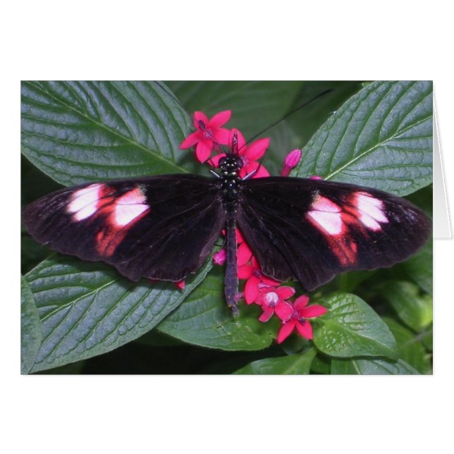 Cartão borboleta rosa e preta (Frente Horizontal)
