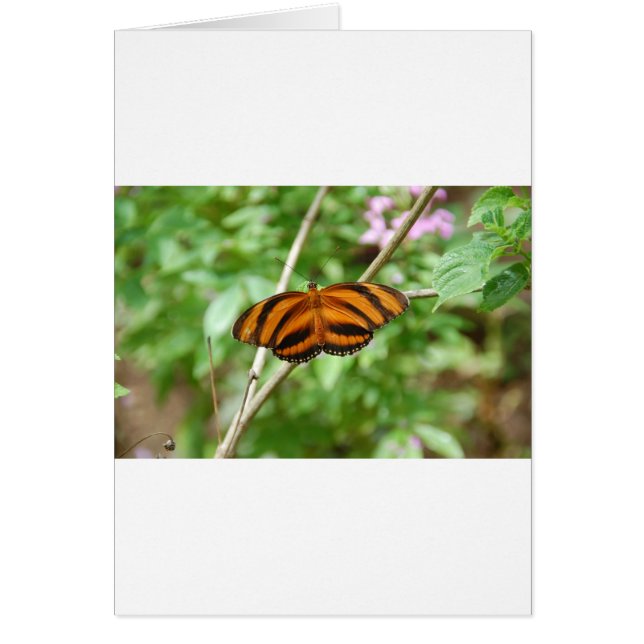 Cartão Borboleta Tigre (Frente)